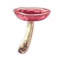 Russula, mushroom, colorful vector object