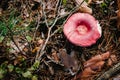 Russula mushroom found in a pine wood. Mushroom growing in the Autumn forest. Edible mushroom with copy space