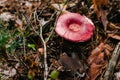 Russula mushroom found in a pine wood. Mushroom growing in the Autumn forest. Edible mushroom with copy space