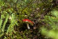 A russula mushroom growing between two ferns Royalty Free Stock Photo