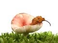 Russula mushroom in moss isolated on w