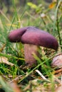 Russula mushroom with purple hat and stem Royalty Free Stock Photo