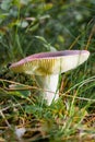 Russula mushroom with purple hat and white stem Royalty Free Stock Photo