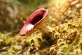 Mushroom russula, with a red cap in the forest, with sunlight.