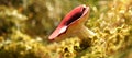 Mushroom russula, with a red cap in the forest, with sunlight.