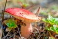 Russula mushroom with a red cap in the coniferous forest.