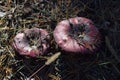 A russula mushroom with a red cap grows among the grass