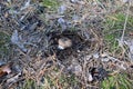 A russula mushroom with a red cap grows among the grass