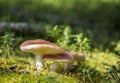 Russula mushrooms in Finish Lapland