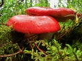 Russula mushrooms with red hats