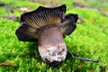 Russula nigricans mushroom Royalty Free Stock Photo