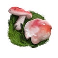 Russula nobilis or mairei, beechwood sickener mushroom closeup digital art illustration. Boletus has whitish rosy Royalty Free Stock Photo