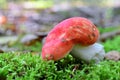 Russula nobilis mushroom Royalty Free Stock Photo