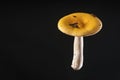 Russula ochroleuca - Common Yellow Russula