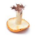 Russula ochroleuca mushroom Royalty Free Stock Photo