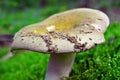 Russula olivacea mushroom Royalty Free Stock Photo
