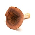 Russula olivacea mushroom