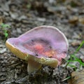 Russula olivacea mushroom