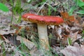 Russula rosea synonym Russula lepida known as the rosy russula mushroom Royalty Free Stock Photo