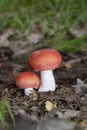 Russula rosea (synonym Russula lepida), known as the rosy russula, is a north temperate Royalty Free Stock Photo