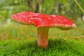 Russula sanguinaria mushroom Royalty Free Stock Photo