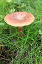 Russula sanguinea mushroom