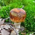 Russula subfoetens mushroom