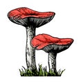 Russula vector illustrations. Edible mushroom sketch. Organic vegetarian product. Hand drawn food drawings. Perfect for