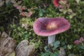 Russula vesca Royalty Free Stock Photo