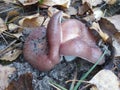 Russula vesca in the forest Royalty Free Stock Photo