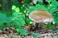 Russula vesca mushroom Royalty Free Stock Photo