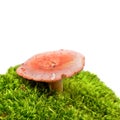 Russula vesca mushroom Royalty Free Stock Photo