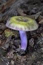 Russula violeipes, var. citrina is a species of fungus in the family Russulaceae