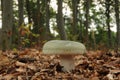 Russula virescens, commonly known as the green-cracking russula, the quilted green russula, or the green brittlegill mushroom