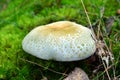 Russula virescens Royalty Free Stock Photo