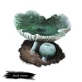 Russula virescens, green cracking or quilted brittlegill mushroom closeup digital art illustration. Old boletus that has flattened