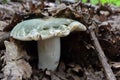Russula virescens or Greencracked Brittlegill mushroom Royalty Free Stock Photo