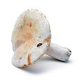 Russula virescens Royalty Free Stock Photo