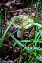 Russula virescens - mushroom commonly known as the green-cracking russula, the quilted green russula, or the green brittlegill