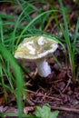 Russula virescens - mushroom commonly known as the green-cracking russula, the quilted green russula, or the green brittlegill