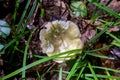 Russula virescens - mushroom commonly known as the green-cracking russula, the quilted green russula, or the green brittlegill