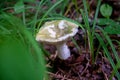 Russula virescens - mushroom commonly known as the green-cracking russula, the quilted green russula, or the green brittlegill