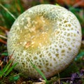 Russula virescens mushroom Royalty Free Stock Photo