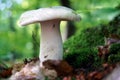 Russula virescens mushroom Royalty Free Stock Photo