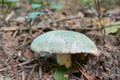 Russula virescens Royalty Free Stock Photo