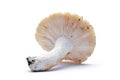 Russula virescens mushroom Royalty Free Stock Photo