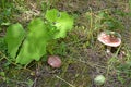 Russula ÃÂÃÂ¾ÃâÃ¢â¬Å¡ russulus. Russula mushroom in the forest.