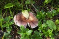 Russulaceae - mushroom in the autumn forest among green leaves. Edible Royalty Free Stock Photo