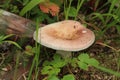 Russulaceae - mushroom in the autumn forest among green leaves. Edible Royalty Free Stock Photo