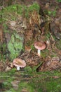 Russulaceae - mushroom in the autumn forest among green leaves. Edible Royalty Free Stock Photo